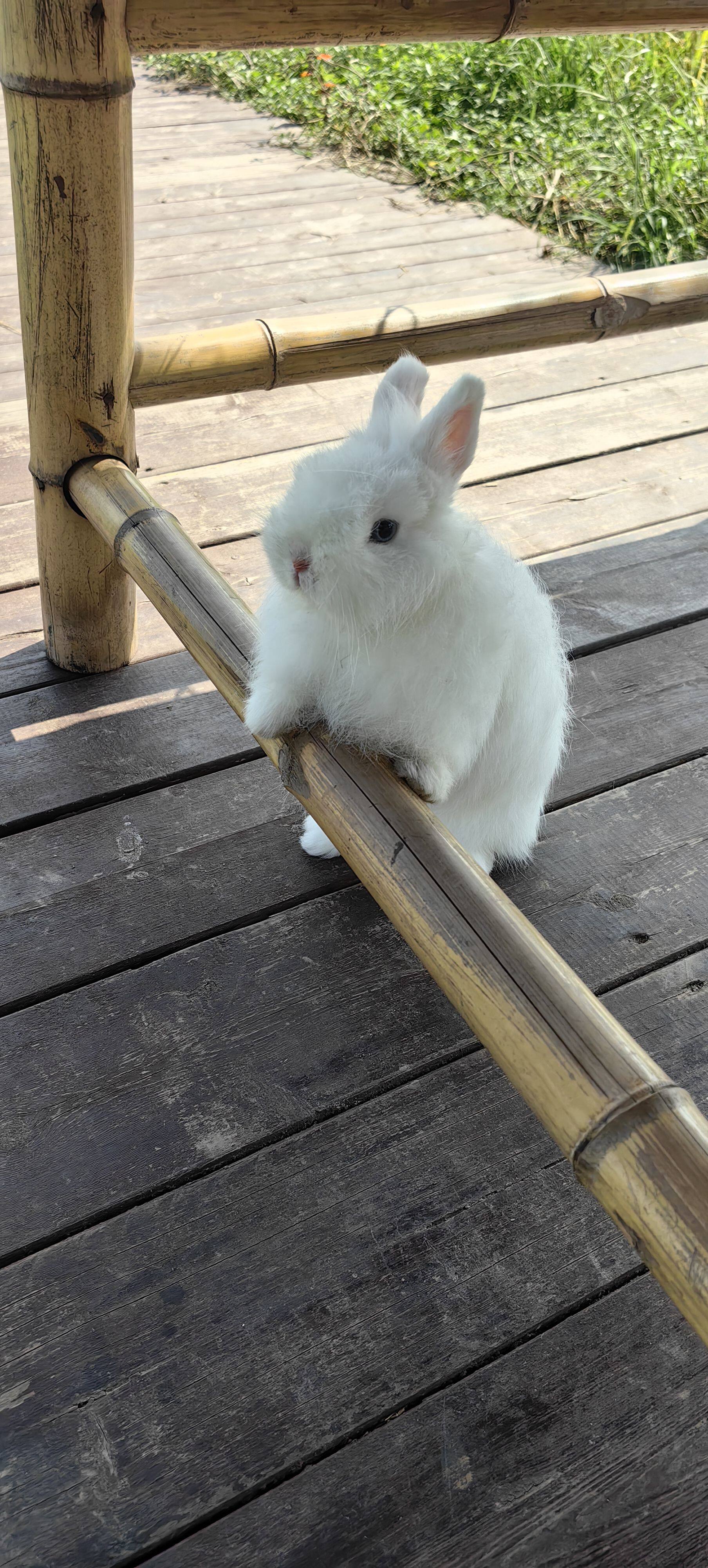 上海家养兔子活物长不大小型宠物兔