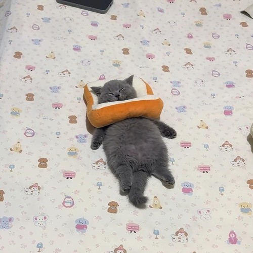 猫咪狗狗吐司伊丽莎白圈可调节防舔绝育项圈防抓咬宠物头套项圈