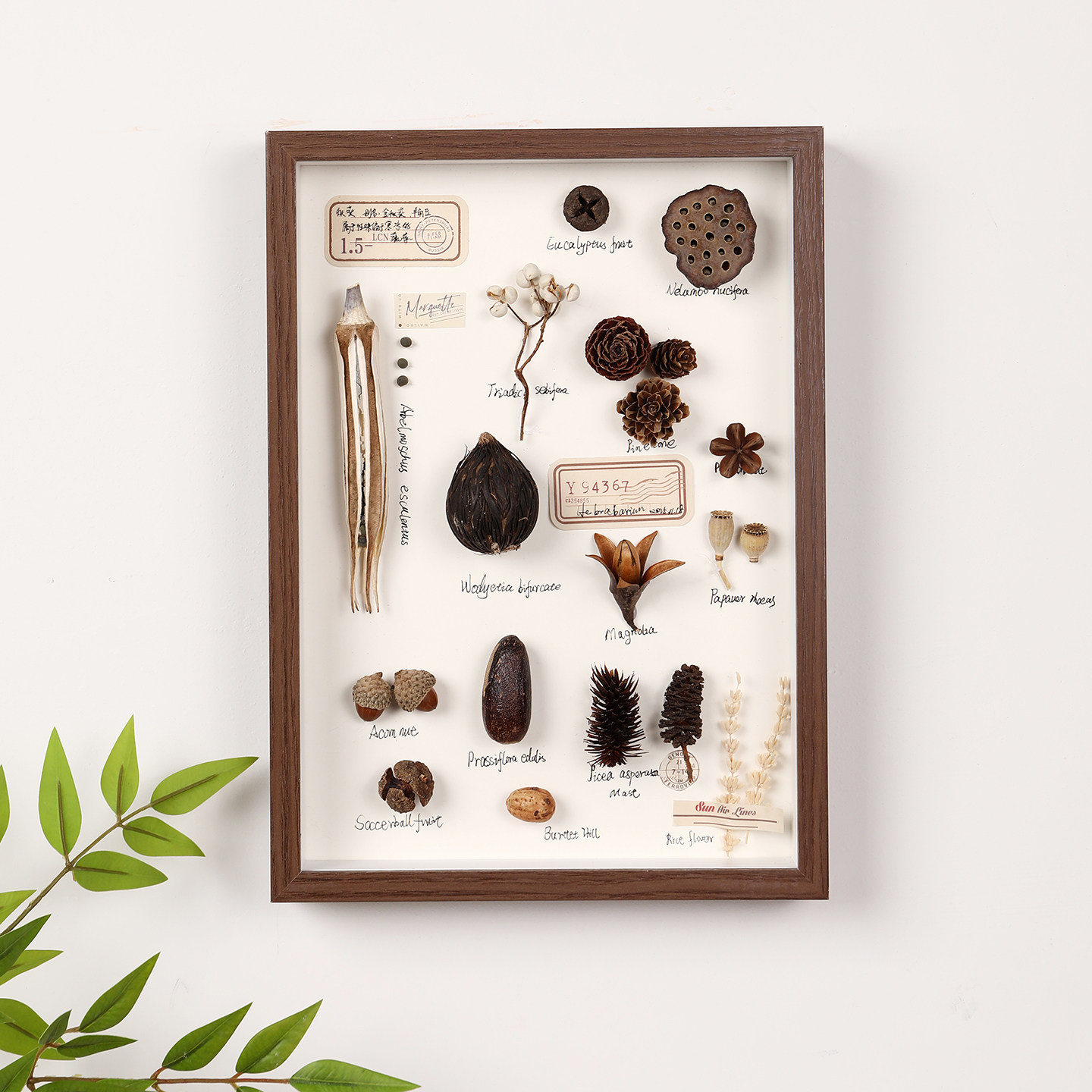 松果植物落叶标本干花相框摆台diy蝴蝶保存中空贝壳昆虫展示画框图片