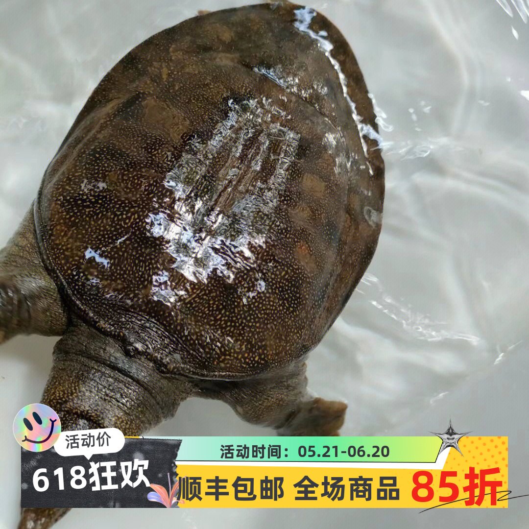 【甲鱼】野外生态水鱼鲜活包活体中华鳖大团鱼王八可现杀食用滋补