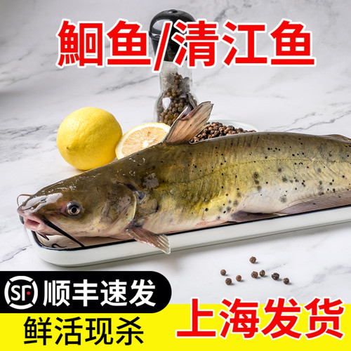鲜活清江鱼整条江苏叉尾鮰鱼