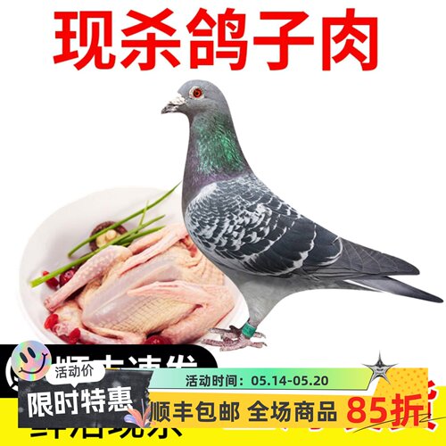 鸽子肉新鲜农家散家养乳鸽