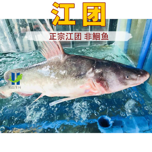 正宗江团新鲜鮰鱼现杀上海可活体