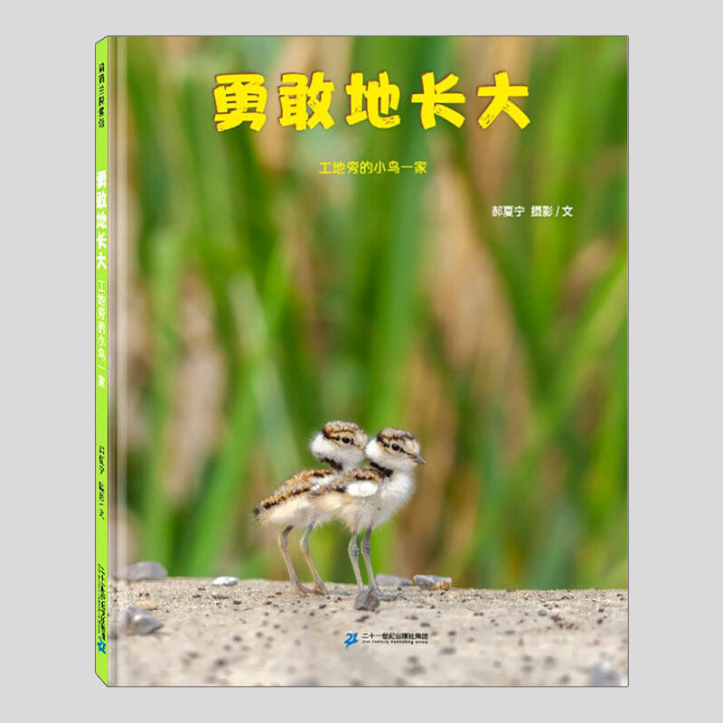 勇敢地长大工地旁的小鸟一家(正版硬壳精装)勇气摄影题材儿童绘本3三-4-5到6岁以上幼儿园大中小班孩子早教阅读睡前故事图画书籍