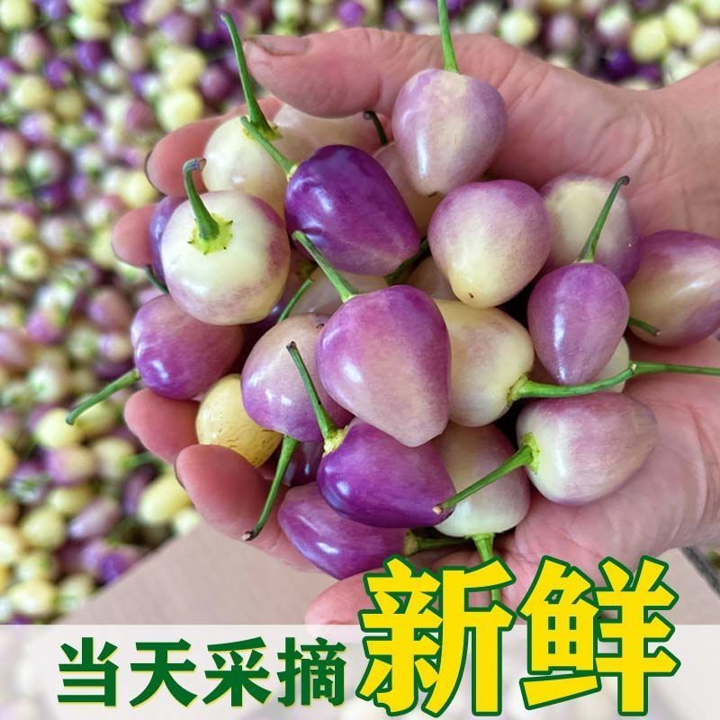 [带紫色]广西特产七彩椒七彩泡椒灯笼椒辣五彩泡椒新鲜五彩椒
