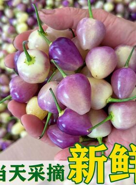[带紫色]广西特产七彩椒七彩泡椒灯笼椒辣五彩泡椒新鲜五彩椒
