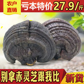 紫灵芝1斤半野生干林芝片纯天然500g整枝正品 深山种植长白山灵芝