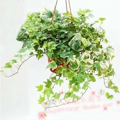 四季常青 金边常春藤 垂挂 攀沿植物花叶长春藤 绿植盆栽 垂吊