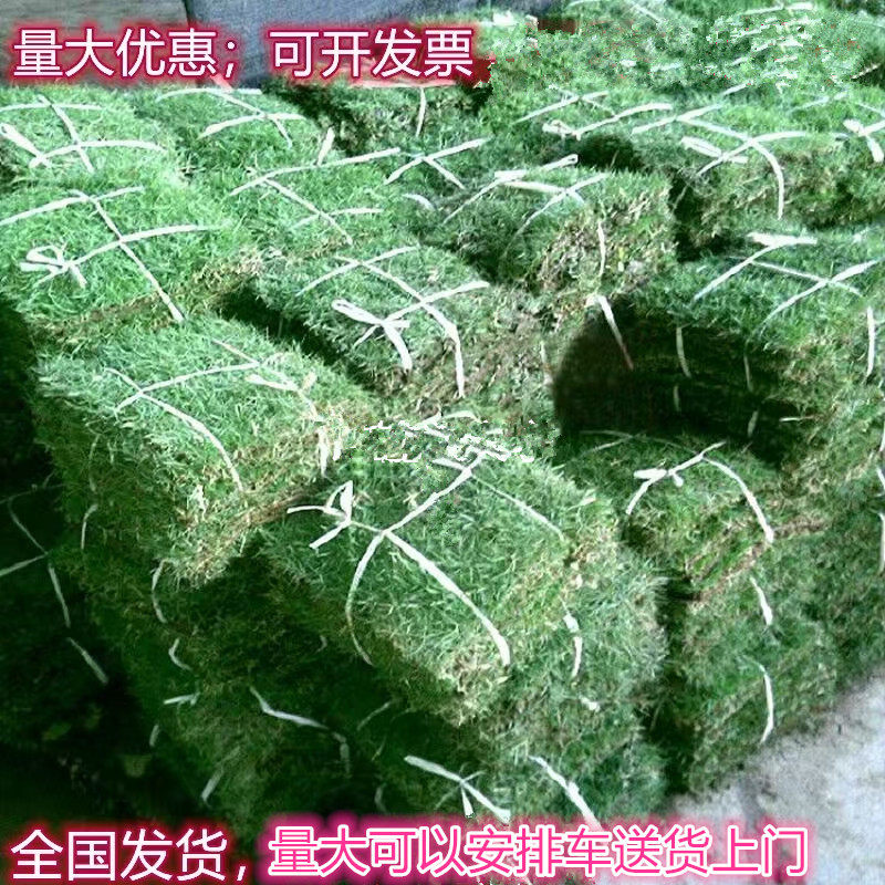 四季青果岭草带泥土庭院马尼拉