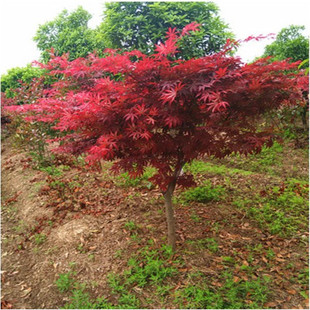 红枫树苗日本红枫中国红枫黄金枫羽毛枫红枫小苗盆栽盆景绿化苗木