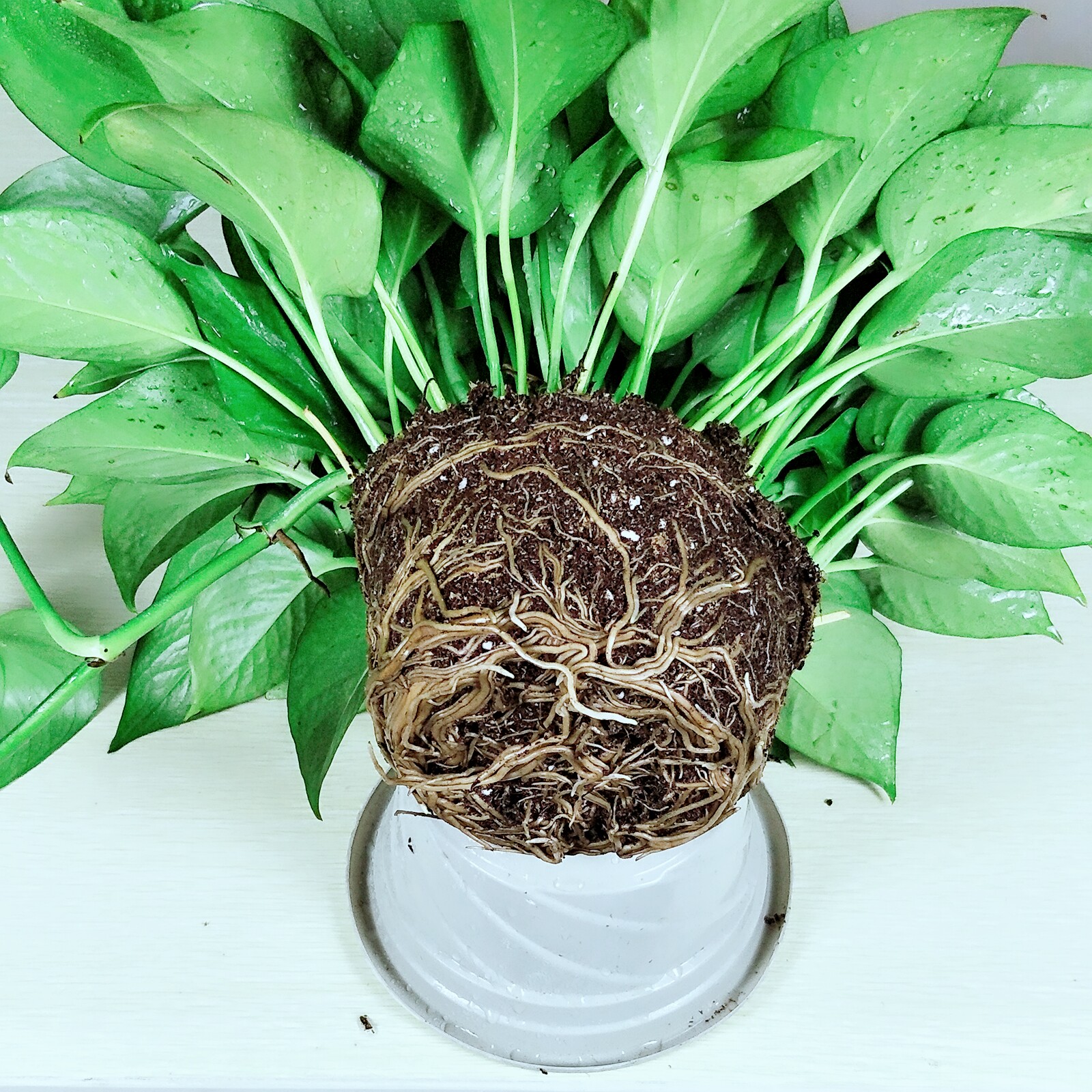 特大号绿萝盆栽花卉大型绿植客厅桌面绿植