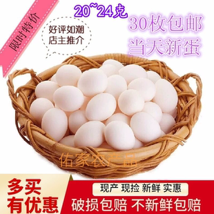 鸽子蛋新鲜30枚620克以上优质散养信鸽蛋孕婴营养辅食天然土特产