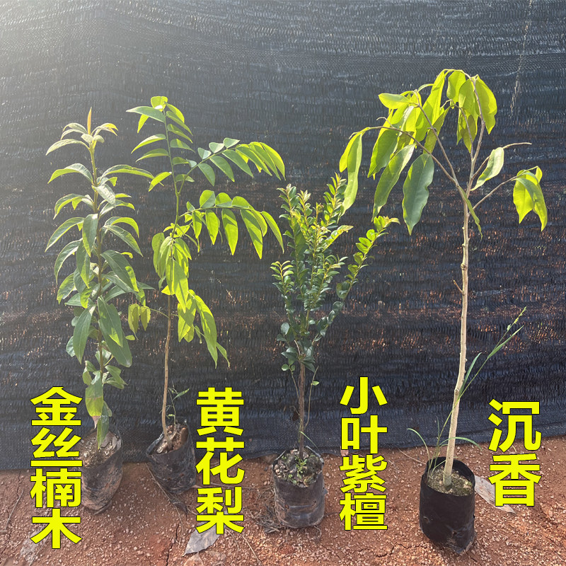 名贵苗木金丝楠木树苗正宗奇楠沉香珍稀小叶紫檀海南黄花梨苗酸枝