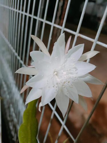 小叶昙花室内观叶观花绿植盆栽150盆口