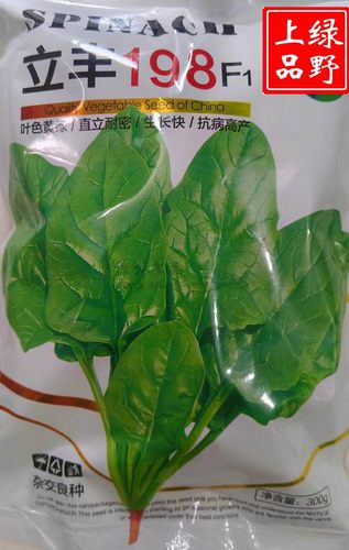 绿野上品菠菜种子黄绿叶耐热抽苔