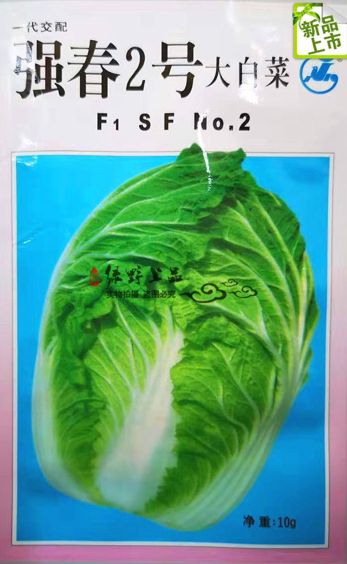 先正达原装进口种子 广良强春大白菜种子 高端优质反季节大白菜种