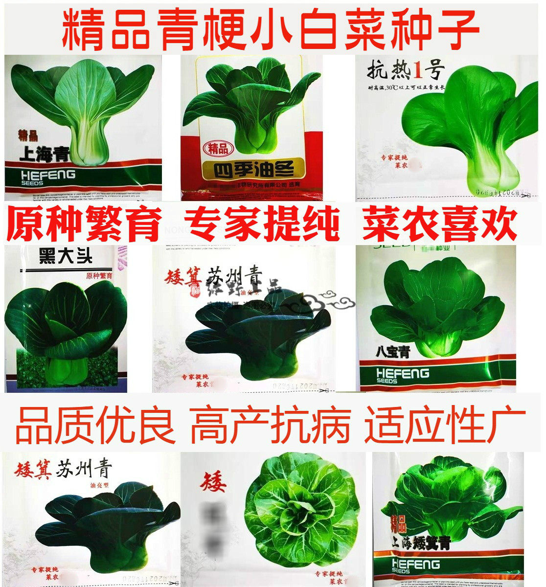 精品小白菜青梗菜种子 上海青苏州青四月慢四季油冬抗热605瓢儿白