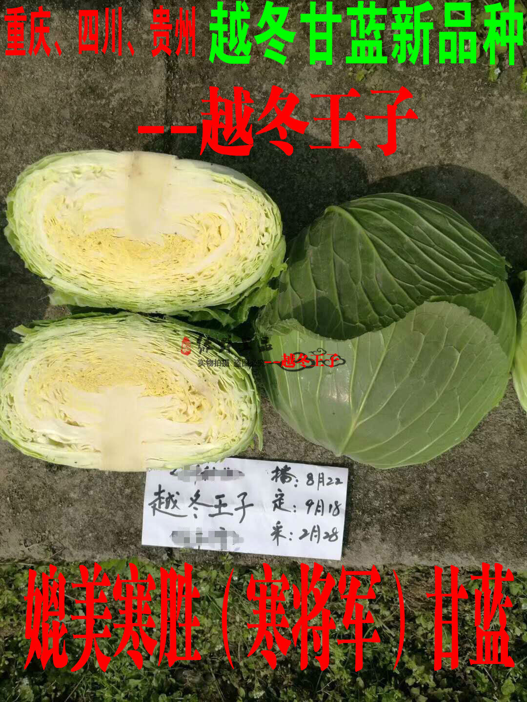 农科院越冬甘蓝种子 越冬王子 云贵川渝寒胜寒将军秋冬莲花白包菜