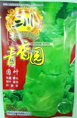 绿野上品耐寒三青莴笋种子好吃