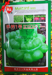 绿野上品|涪陵杂交榨菜种子 华榨1号 四川青菜头泡菜农家蔬菜种子