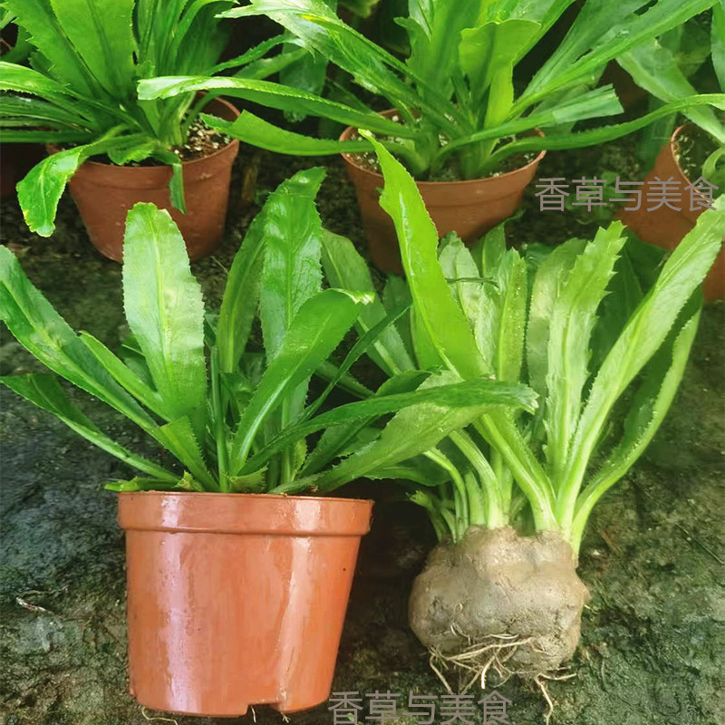 越南香菜刺芫荽盆栽刺芹蕃缅洋芜茜盐西鹅芥菜云南泰国香草香菜