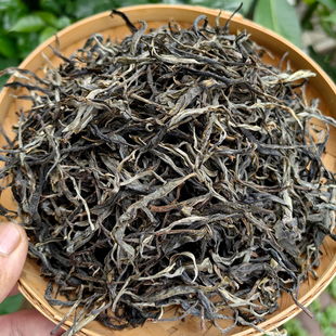 2025头春头采云南勐海保塘旧寨大树古树纯料普洱茶 生茶 散茶500g