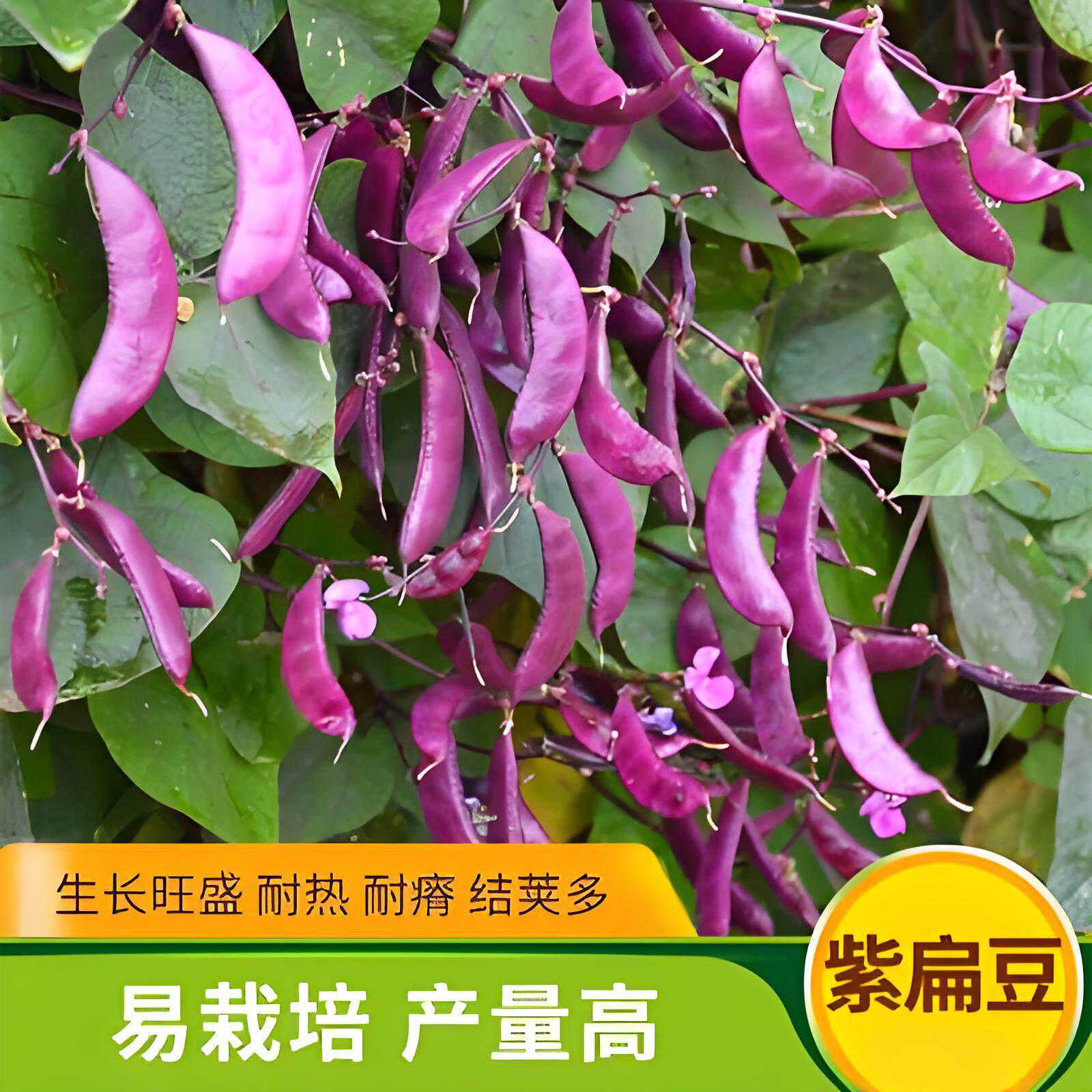 紫扁豆苗秧苗老品种宽肉四季早熟红紫边眉豆苗梅豆种子猪耳朵老式