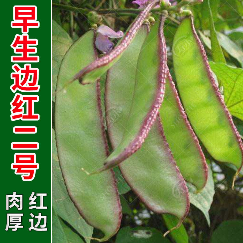 红边扁豆苗秧苗老品种宽肉四季早熟红紫边眉豆苗梅豆种子猪耳朵