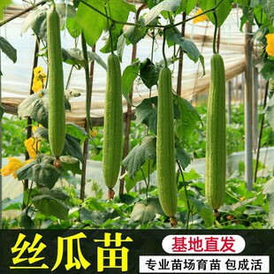 长丝瓜种苗子丝瓜苗秧阳台特色蔬菜苗春季 南方种孑 幼苗种籽四季