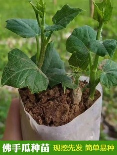 四季 佛手瓜种瓜苗佛手瓜种瓜种苗种子 籽新鲜瓜种瓜苗攀爬树春季