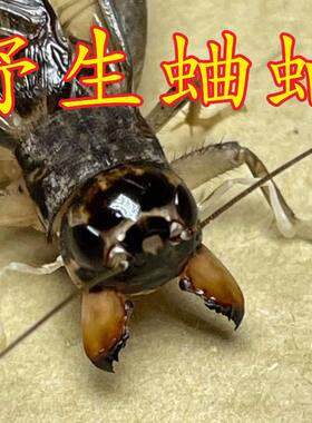 山东野生蛐蛐死亡包赔