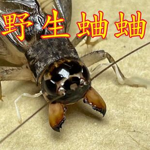 山东野生蛐蛐活虫蟋蟀鸣虫大地虫秋虫斗河南宁津宁阳泗店河北三尾