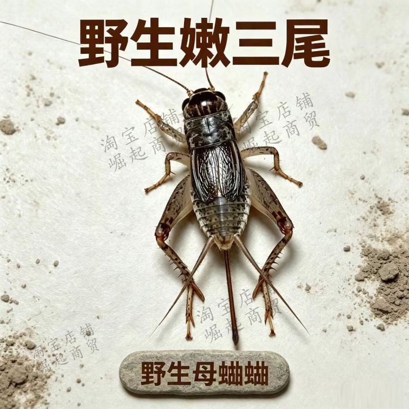 母蛐蛐三尾大长枪翅母盖母媒子方山东野生仿秋虫地虫河北河南曲阜