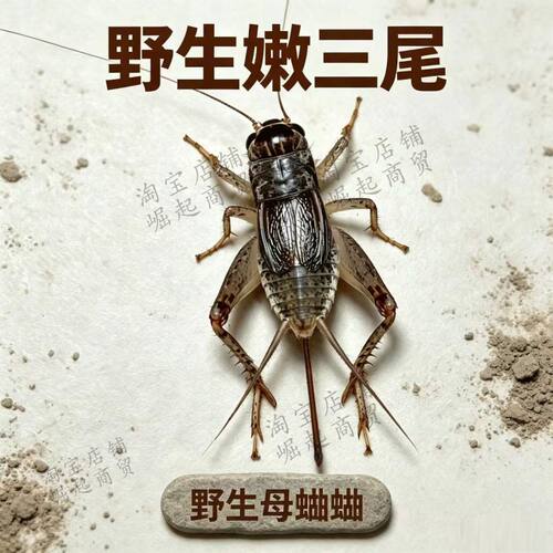山东野生母蛐蛐三尾2元1只