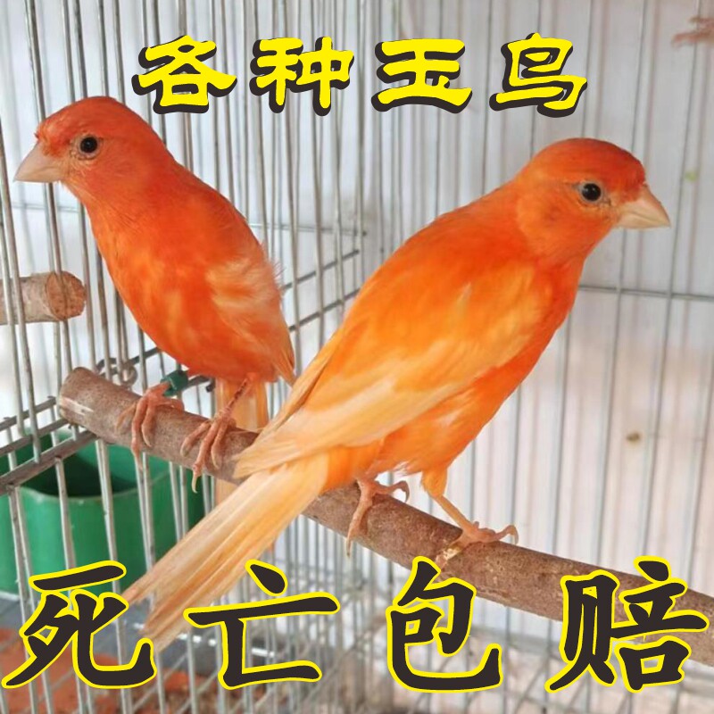 玉鸟活鸟山东黄辣椒红紫绿桂皮鸣宠物笼养观赏芙蓉鸟金丝雀眼食粮