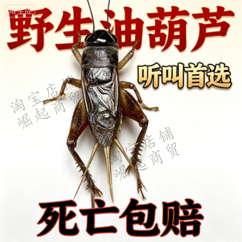 山东野生油葫芦听叫专用图片