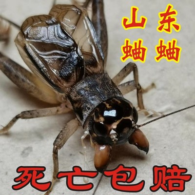 山东蛐蛐专业斗虫死亡包赔