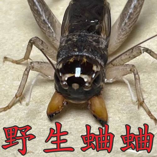 野生蛐蛐斗的那种死亡包赔