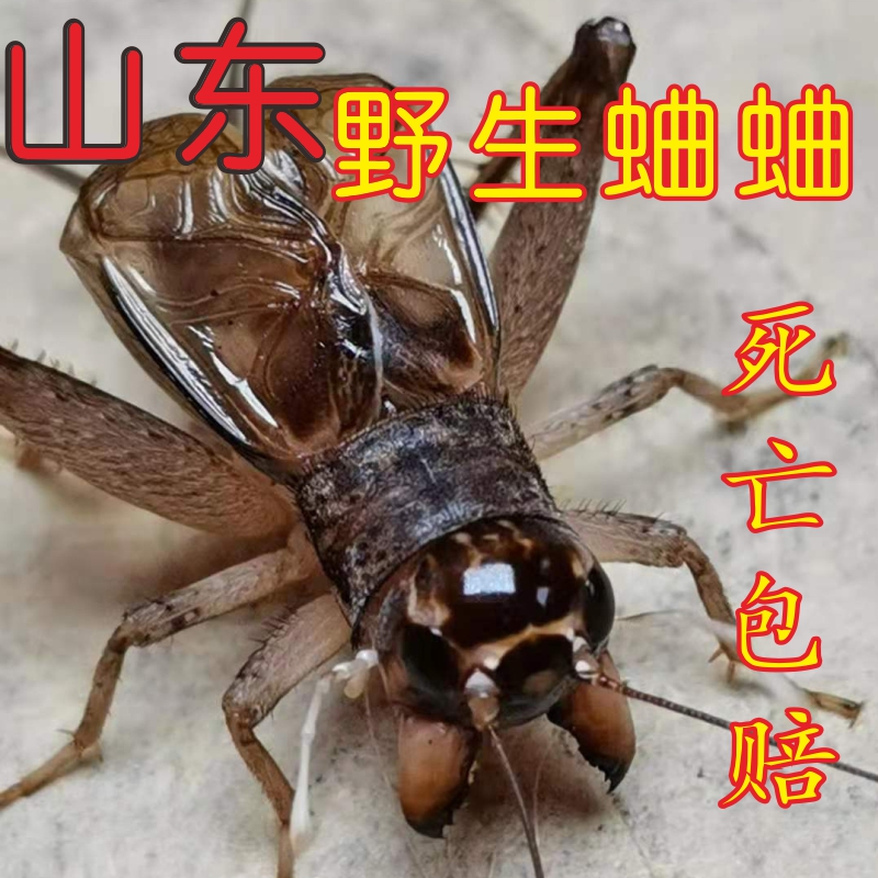 蛐蛐活体活虫山东斗蟋蟀地虫秋虫斗格盒仿养罐草三尾母鲁崛起商贸