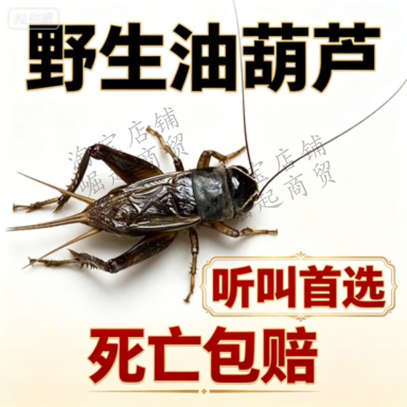 山东野生油葫芦听叫专用图片