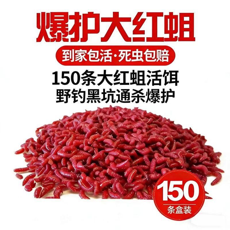 鲜活小红蛆虫限时2元150条包邮图片