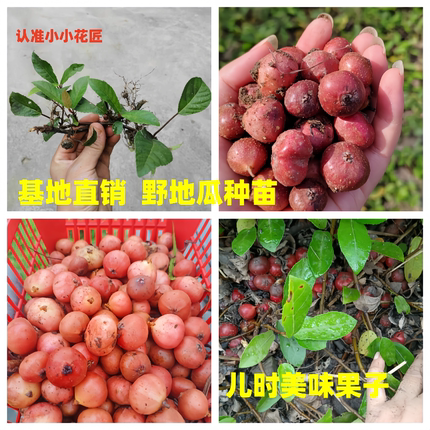 四川野地瓜苗地枇杷苗地瓜藤野地瓜种苗新鲜地瓜藤中药材野地瓜果