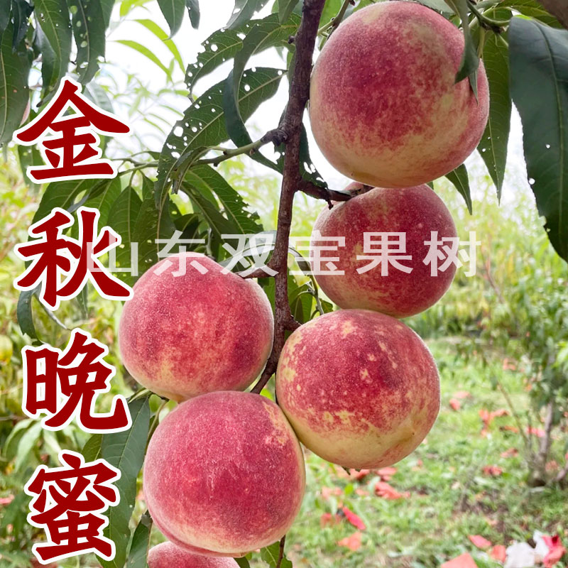 山东嫁接晚熟特大南方种植桃树苗