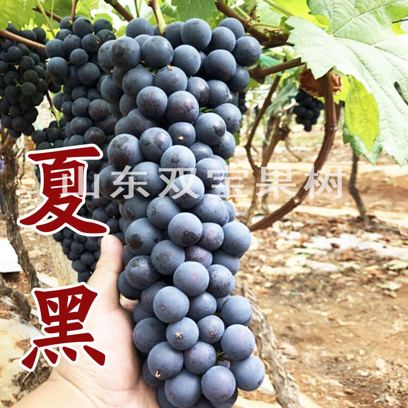 山东 夏黑葡萄苗 芽变 早夏无核 爬藤葡萄树苗南方北方种植新品种