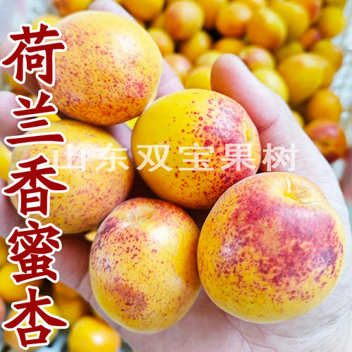 嫁接荷兰香杏树苗青岛基地直售
