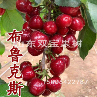 山东 布鲁克斯大樱桃苗 红色 北方南方种植 车厘子果树苗木新品种