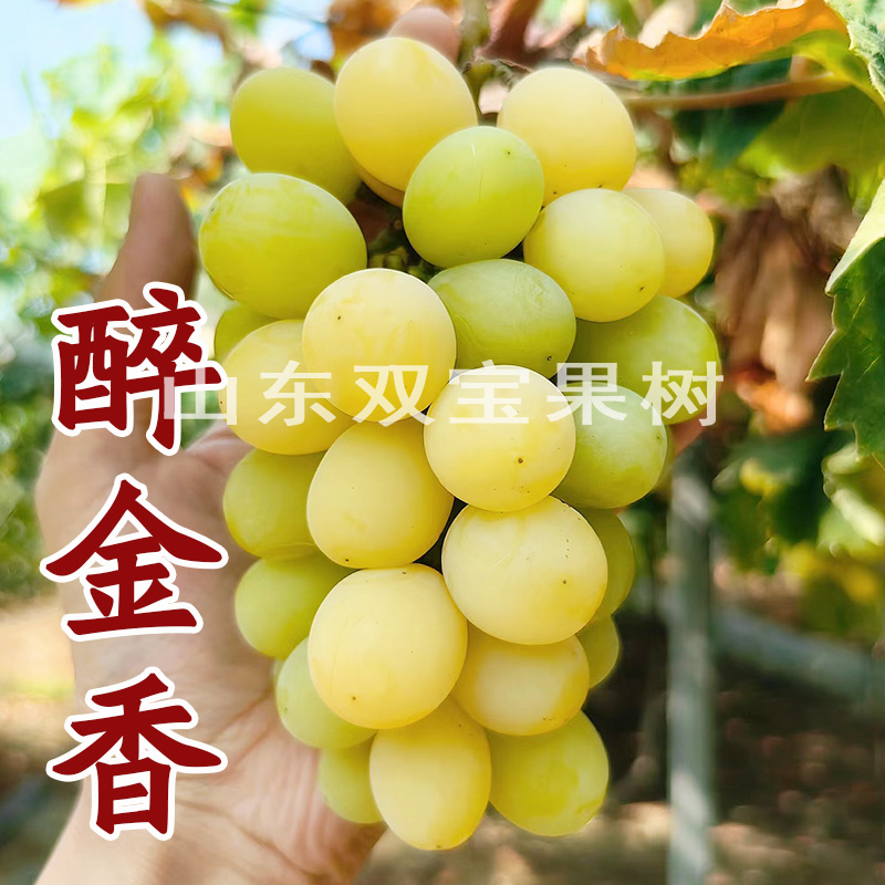 醉金香葡萄苗山东基地直售包成活