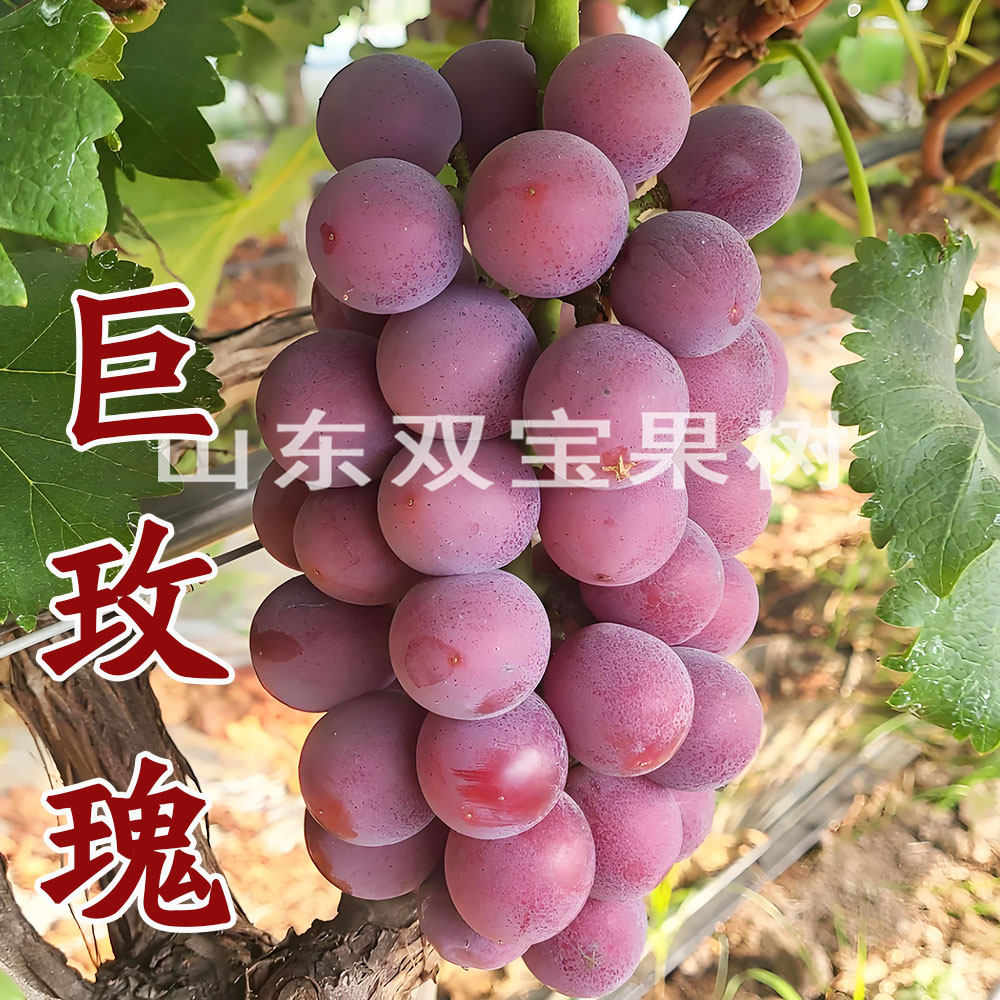巨玫瑰葡萄苗 耐寒盆栽庭院爬藤 北方南方种植嫁接扦插葡萄树苗