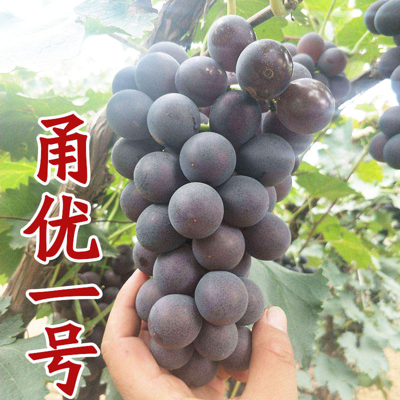 山东平度 爬藤庭院地栽盆栽 甬优一号葡萄苗 南方北方种植 包邮