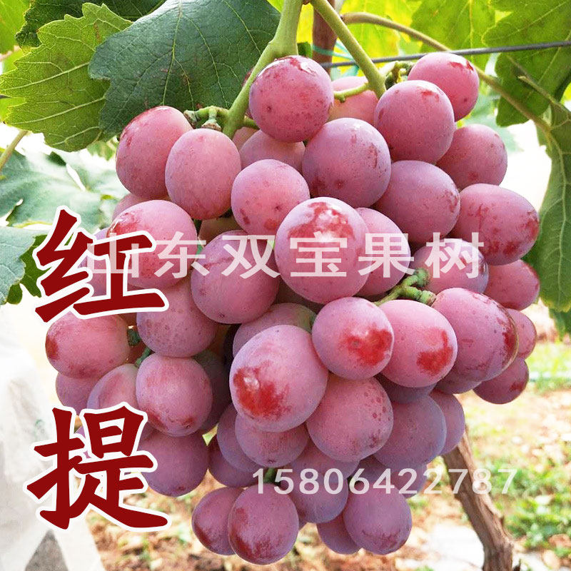 嫁接扦插 美国红提葡萄苗 红地球 提子 葡萄树苗 南方北方种植